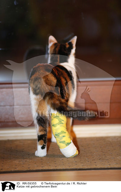 Katze mit gebrochenem Bein / cat with broken leg / RR-59355