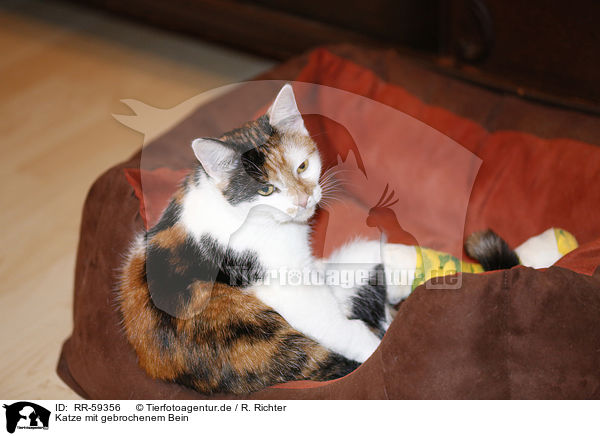 Katze mit gebrochenem Bein / RR-59356