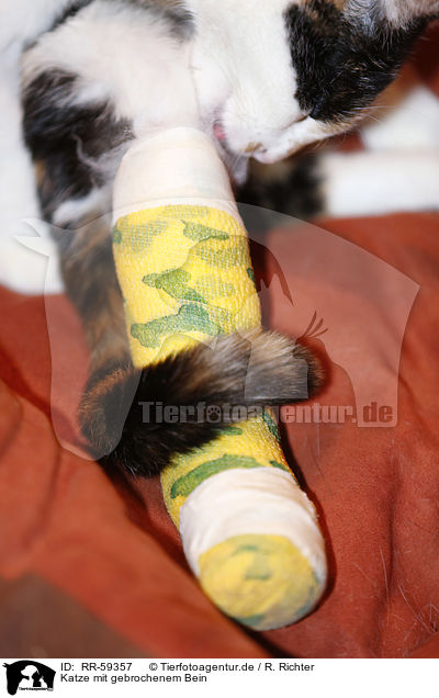 Katze mit gebrochenem Bein / cat with broken leg / RR-59357