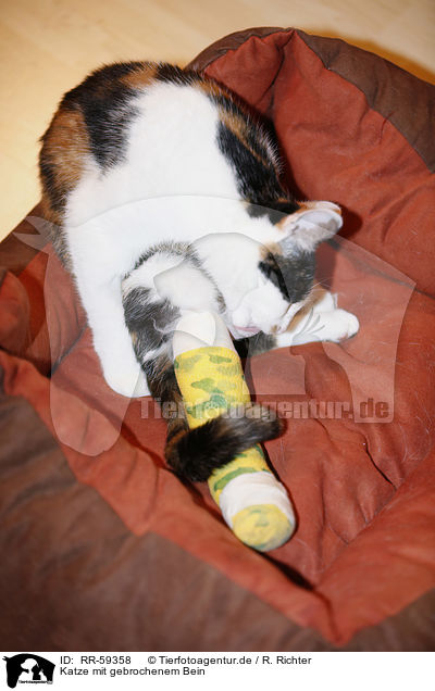Katze mit gebrochenem Bein / cat with broken leg / RR-59358