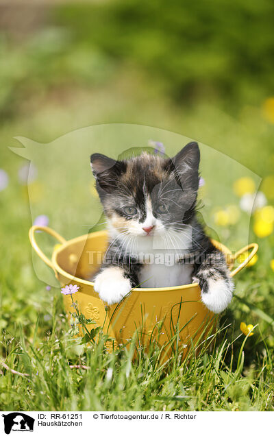 Hausk�tzchen / RR-61251