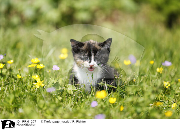 Hausk�tzchen / RR-61257