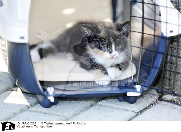Ktzchen in Transportbox / kitten in pet carrier / RR-61269