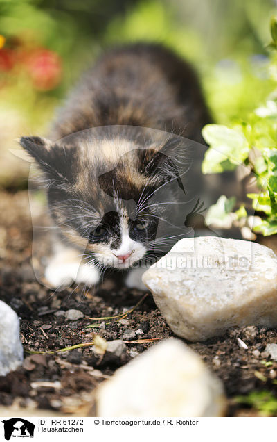Hausk�tzchen / RR-61272