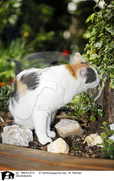 Glckskatze / Calico / RR-61273