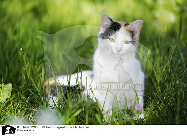 Gl�ckskatze / RR-61285