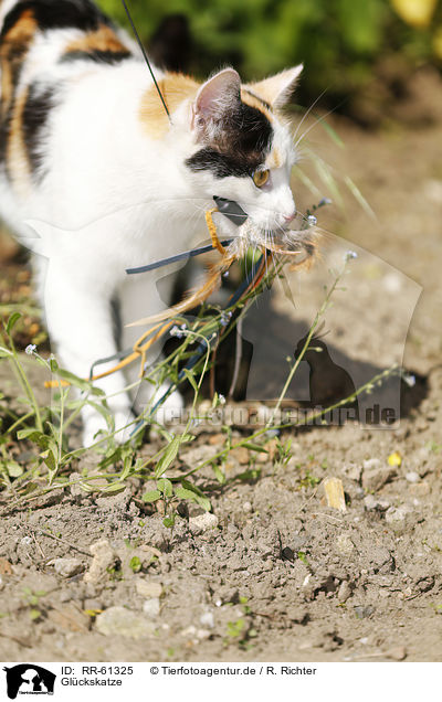 Glckskatze / Calico / RR-61325