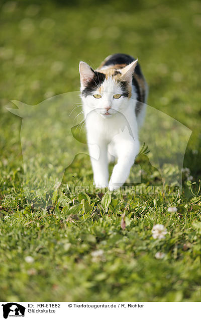 Glckskatze / Calico / RR-61882