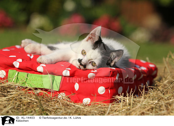 Ktzchen / Kitten / KL-14403