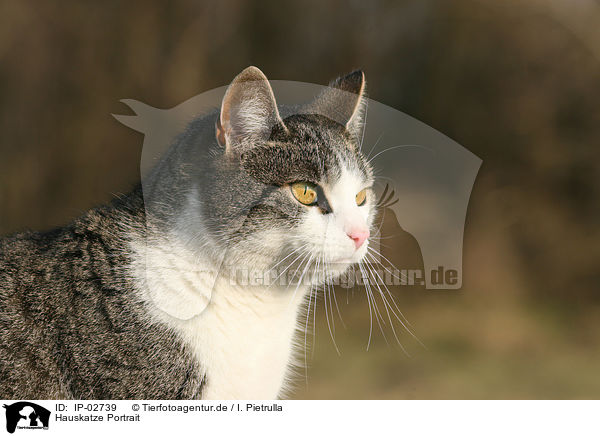 Hauskatze Portrait / domestic cat portrait / IP-02739