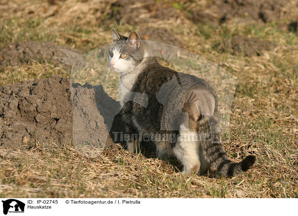 Hauskatze / domestic cat / IP-02745