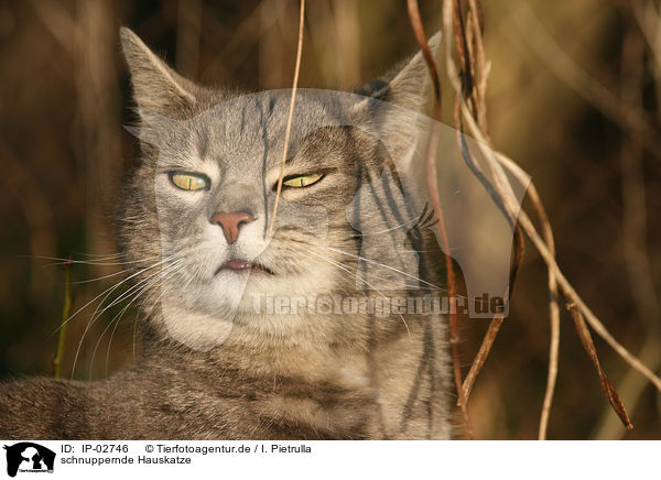 schnuppernde Hauskatze / snuffling domestic cat / IP-02746