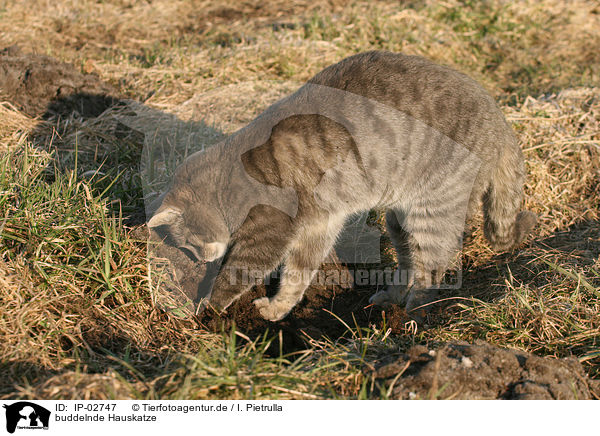 buddelnde Hauskatze / digging domestic cat / IP-02747