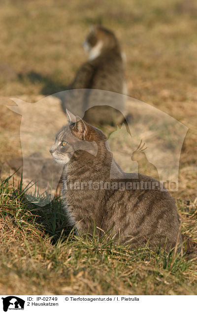 2 Hauskatzen / 2 domestic cats / IP-02749