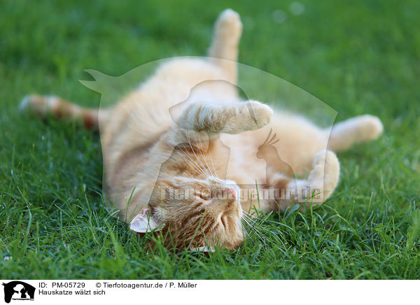 Hauskatze w�lzt sich / rolling domestic cat / PM-05729