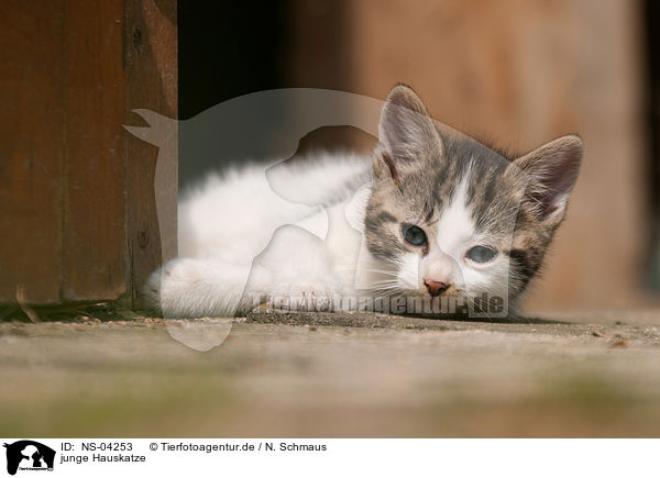 junge Hauskatze / NS-04253