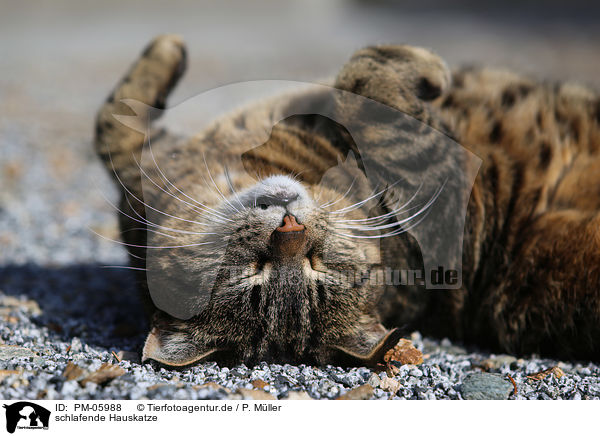 schlafende Hauskatze / PM-05988