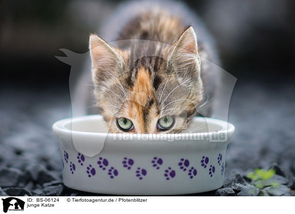 junge Katze / young cat / BS-06124