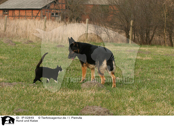 Hund und Katze / IP-02849