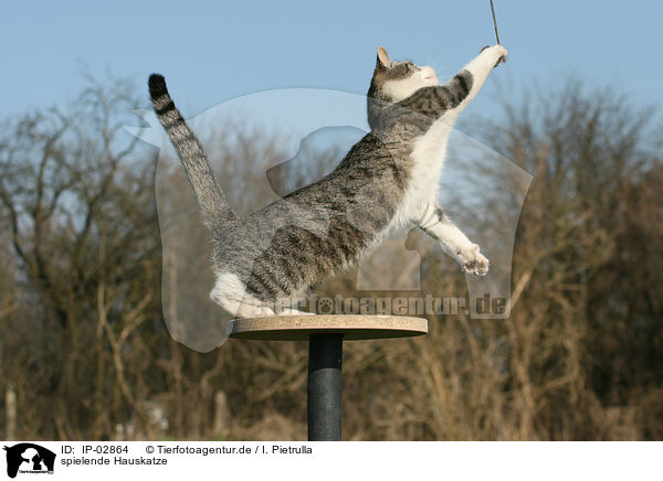 spielende Hauskatze / playing cat / IP-02864