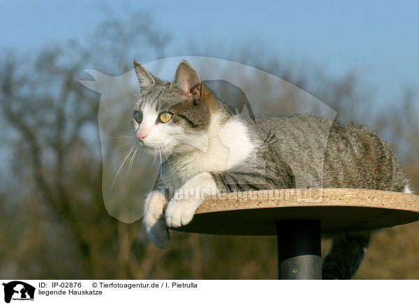 liegende Hauskatze / lying cat / IP-02876