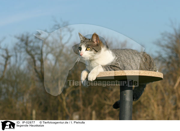 liegende Hauskatze / lying cat / IP-02877