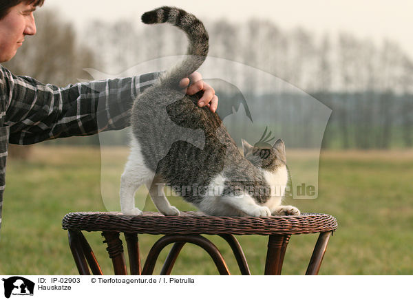 Hauskatze / cat / IP-02903