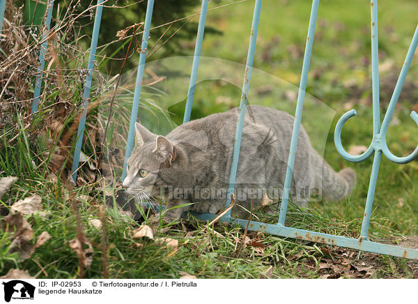 liegende Hauskatze / lying cat / IP-02953