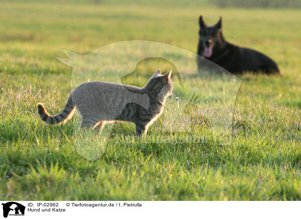 Hund und Katze / IP-02962