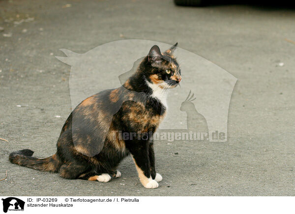 sitzender Hauskatze / IP-03269