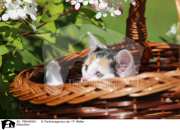 K�tzchen / PM-06581