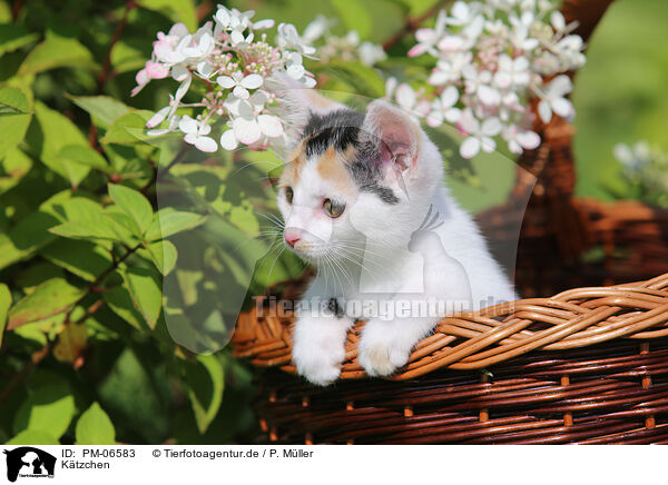 K�tzchen / PM-06583