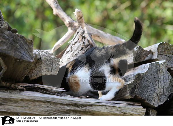 junge Hauskatze / young cat / PM-06586