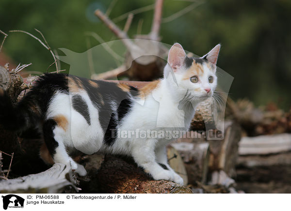 junge Hauskatze / PM-06588