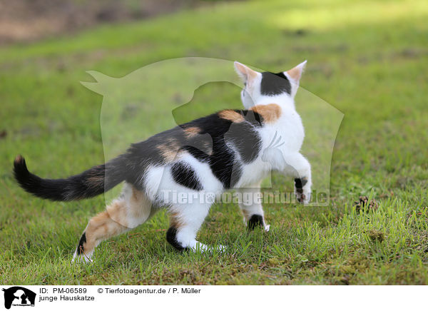 junge Hauskatze / PM-06589