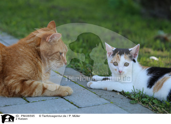 2 Katzen / PM-06595