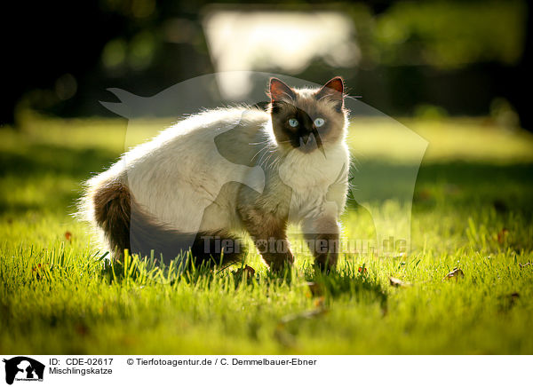 Mischlingskatze / crossbreed / CDE-02617