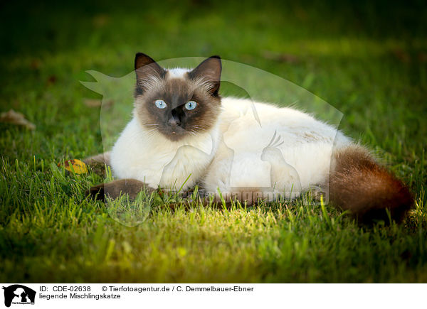 liegende Mischlingskatze / lying crossbreed / CDE-02638