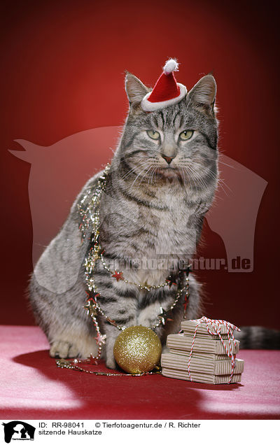sitzende Hauskatze / sitting domestic cat / RR-98041