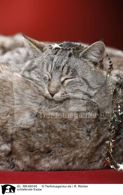 schlafende Katze / sleeping cat / RR-98046