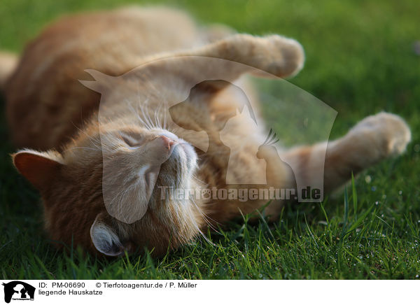 liegende Hauskatze / lying house cat / PM-06690
