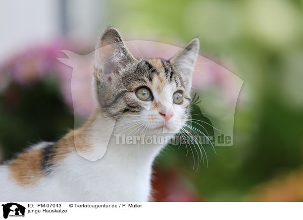 junge Hauskatze / young cat / PM-07043