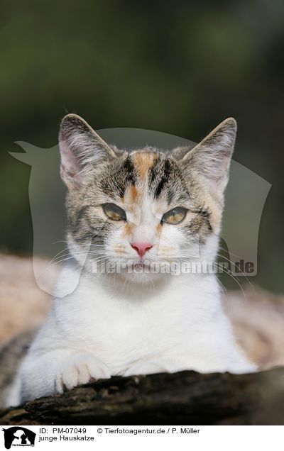junge Hauskatze / PM-07049