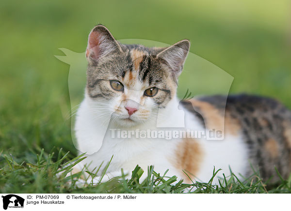 junge Hauskatze / PM-07069
