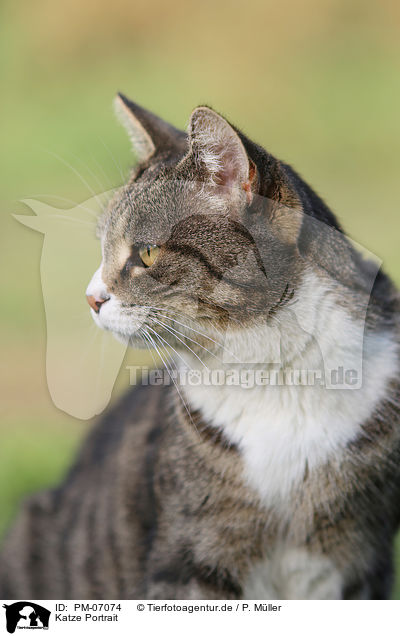 Katze Portrait / cat portrait / PM-07074