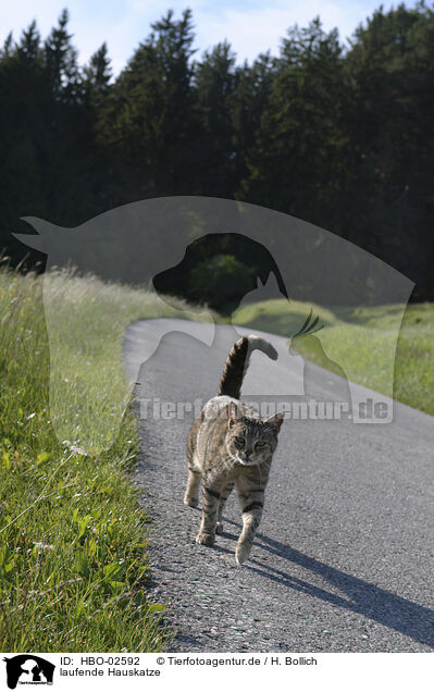 laufende Hauskatze / walking cat / HBO-02592