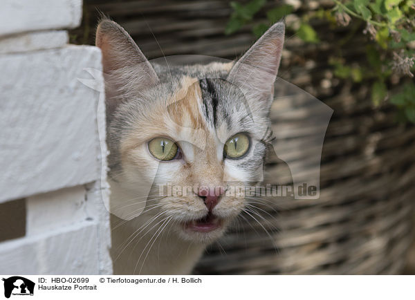 Hauskatze Portrait / cat portrait / HBO-02699