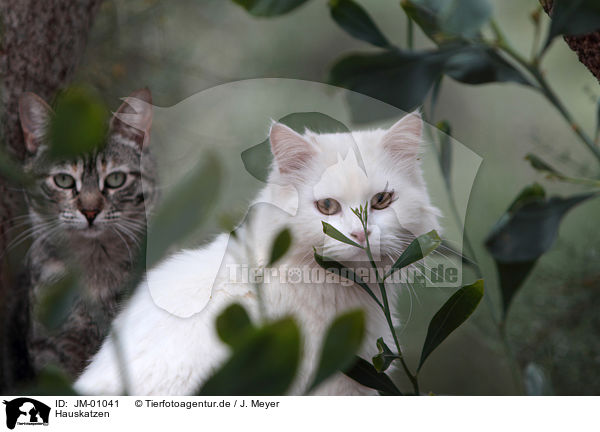 Hauskatzen / cats / JM-01041