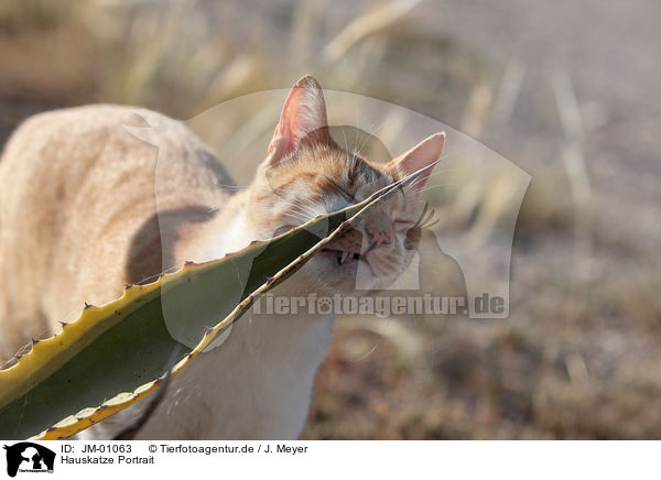 Hauskatze Portrait / cat portrait / JM-01063