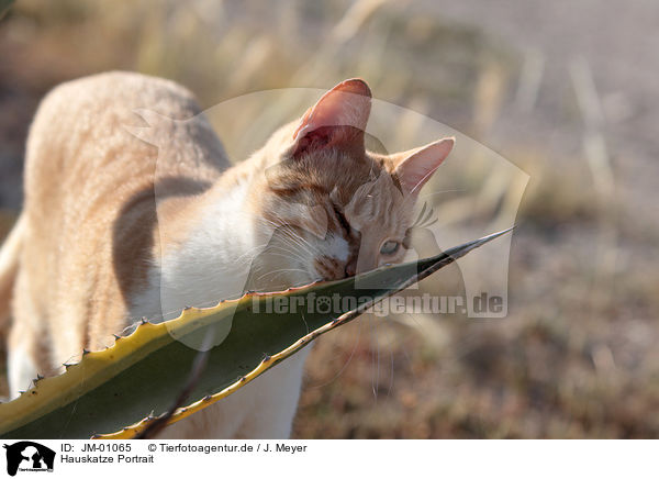 Hauskatze Portrait / cat portrait / JM-01065